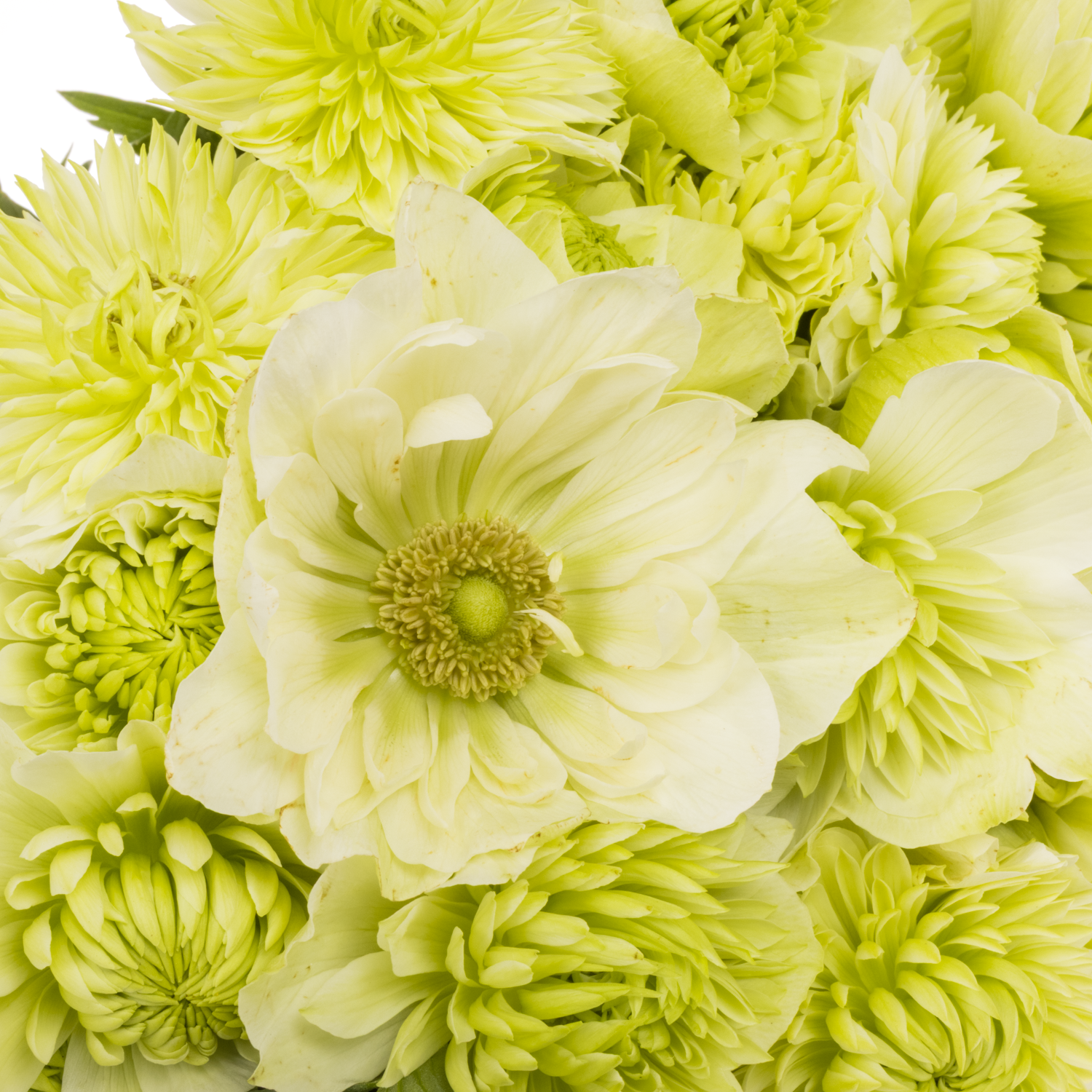 Anemone creme Fullstar Pure White Israel 32cm x 50