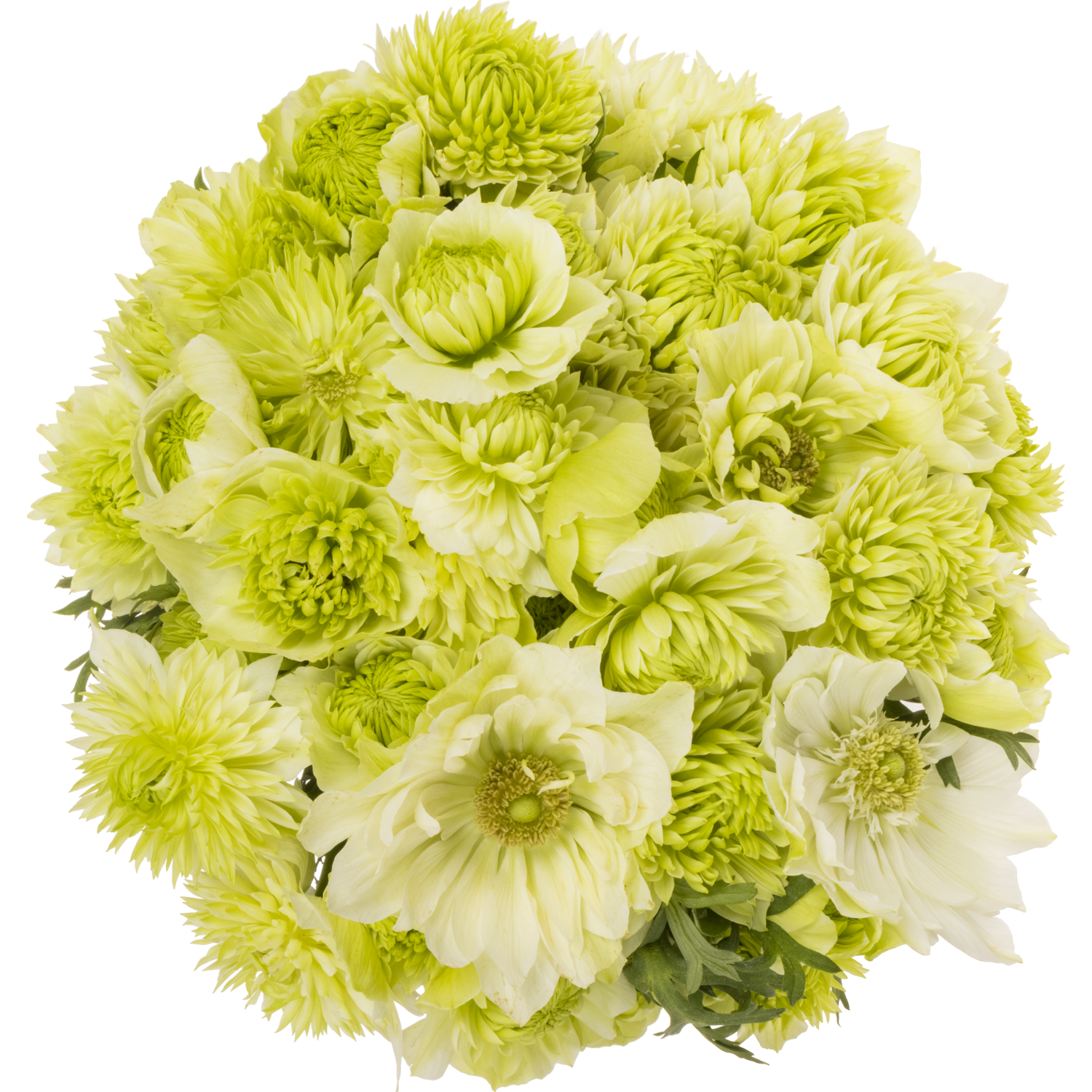 Anemone creme Fullstar Pure White Israel 32cm x 50