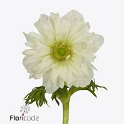 Anemone creme Fullstar Pure White Israel 32cm x 50