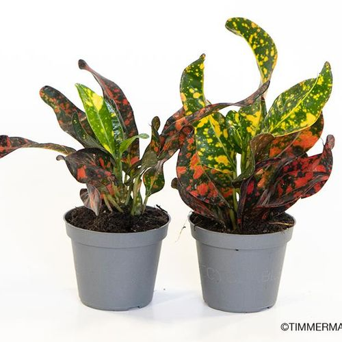Codiaeum Variegatum Bush and Fire T06 H015