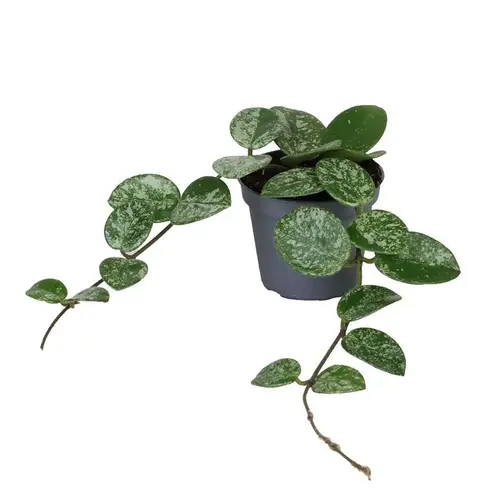 Hoya Mathilde Splash T06