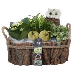 Kal.Arr PTHI5472 Herbst T27 H022