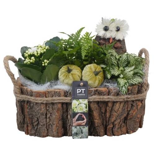 Kal.Arr PTHI5472 Herbst T27 H022