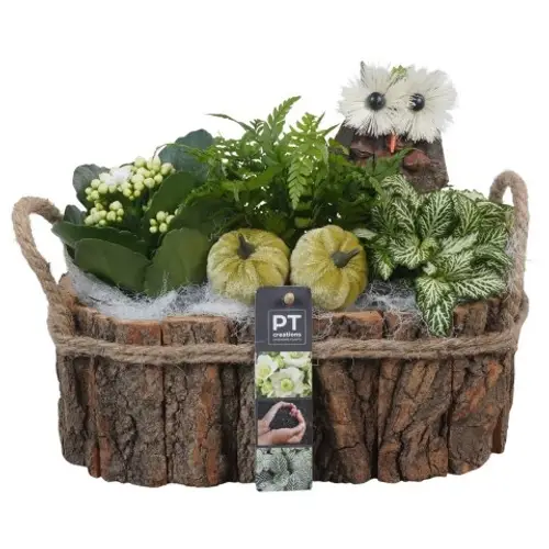 Kal.Arr PTHI5472 Herbst T27 H022