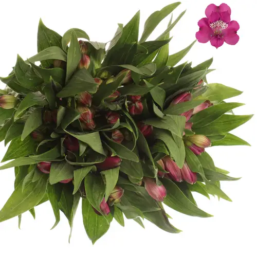 Alstromerie  lila Casanova Muttertag 75cm