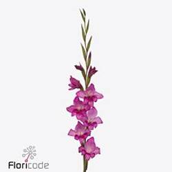 Colvillis lila Summer Jewel 65cm