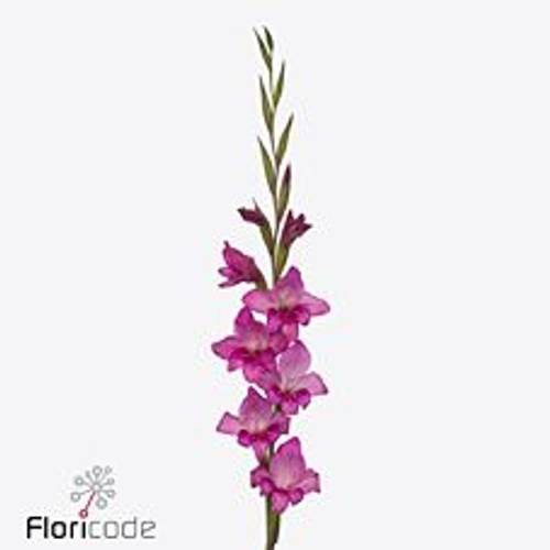 Colvillis lila Summer Jewel 65cm