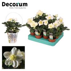 Helleborus weiss Christmas Carol T07 H011