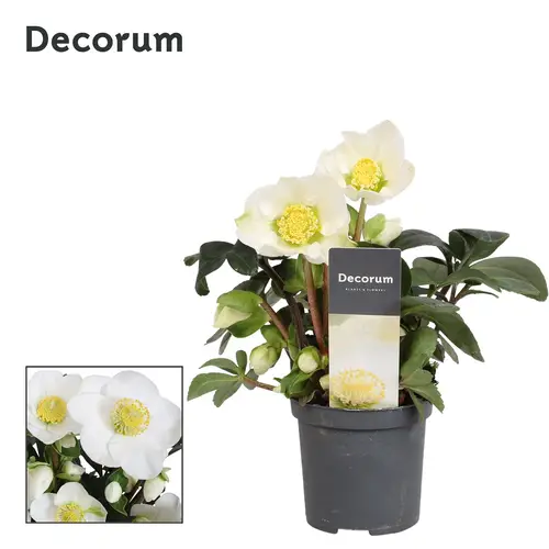 Helleborus weiss Christmas Carol T07 H011