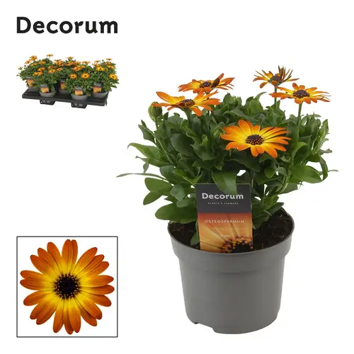 Osteospermum orange Flaire T12 H025