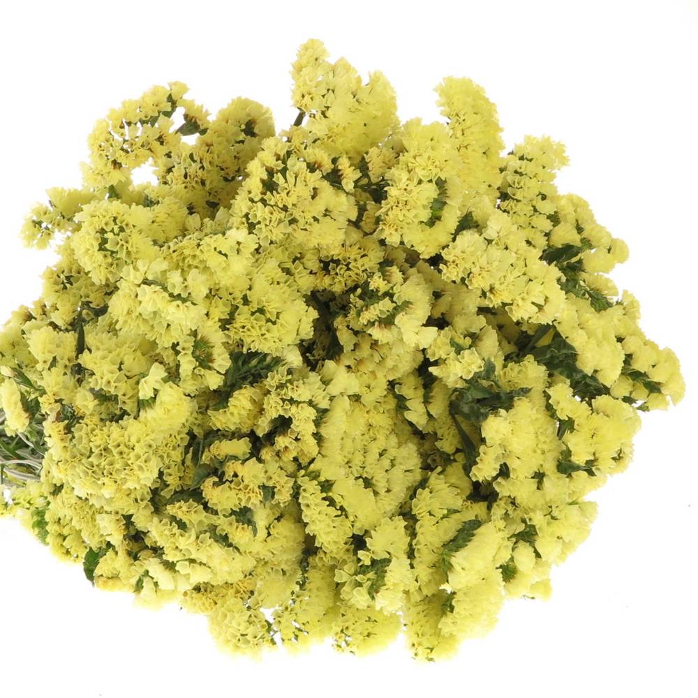 Statice gelb Yellow Sun Birds 60 Gramm 80cm