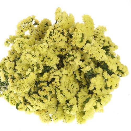 Statice gelb Yellow Sun Birds 60 Gramm 80cm