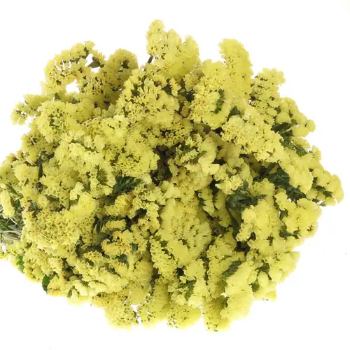 Statice gelb Yellow Sun Birds 60 Gramm 80cm