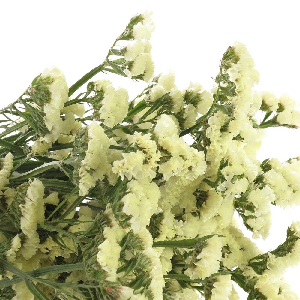 Statice gelb Yellow Sun Birds 60 Gramm 80cm