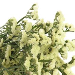 Statice gelb Yellow Sun Birds 60 Gramm 80cm