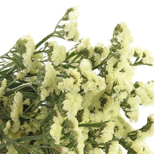 Statice gelb Yellow Sun Birds 60 Gramm 80cm