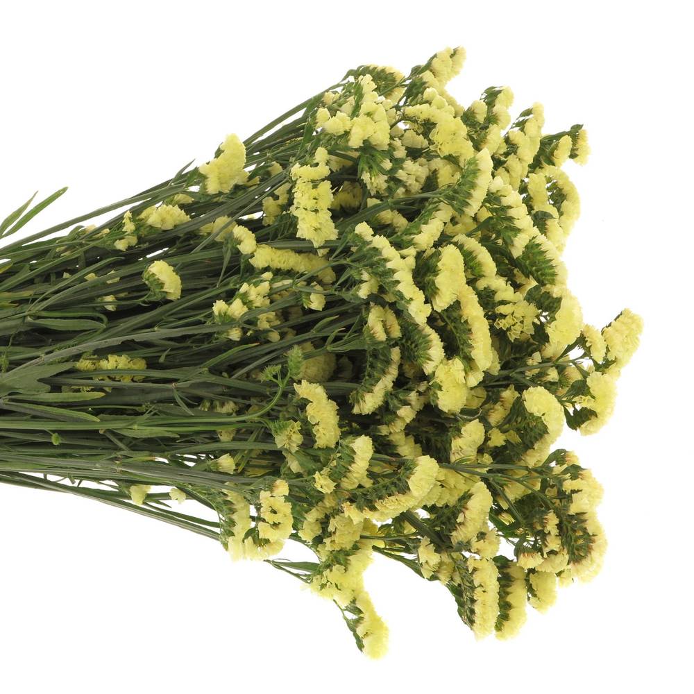Statice gelb Yellow Sun Birds 60 Gramm 80cm