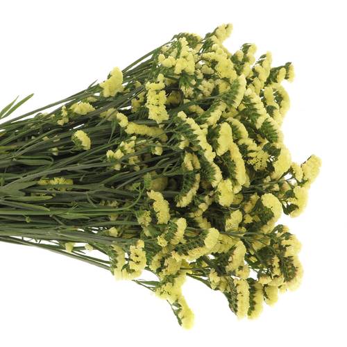 Statice gelb Yellow Sun Birds 60 Gramm 80cm