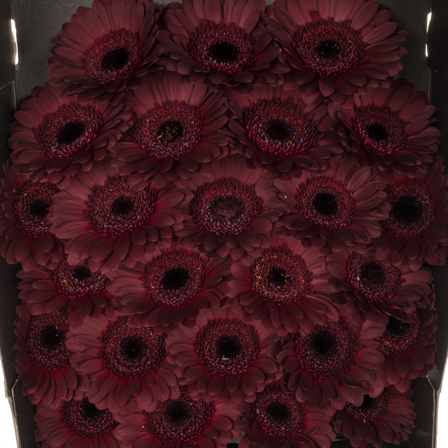Germini weinrot Dark Night (Germini's) | Heyl
