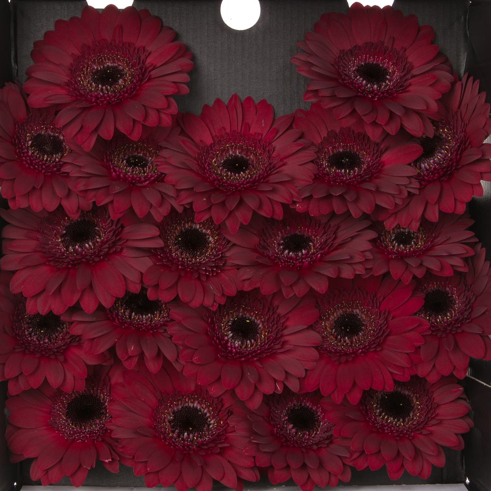 Germini rot Dark Night