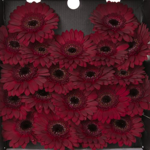 Germini rot Dark Night