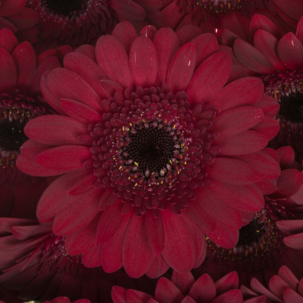 Germini rot Dark Night