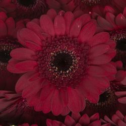 Germini rot Dark Night