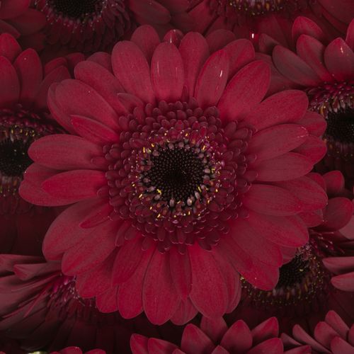 Germini rot Dark Night