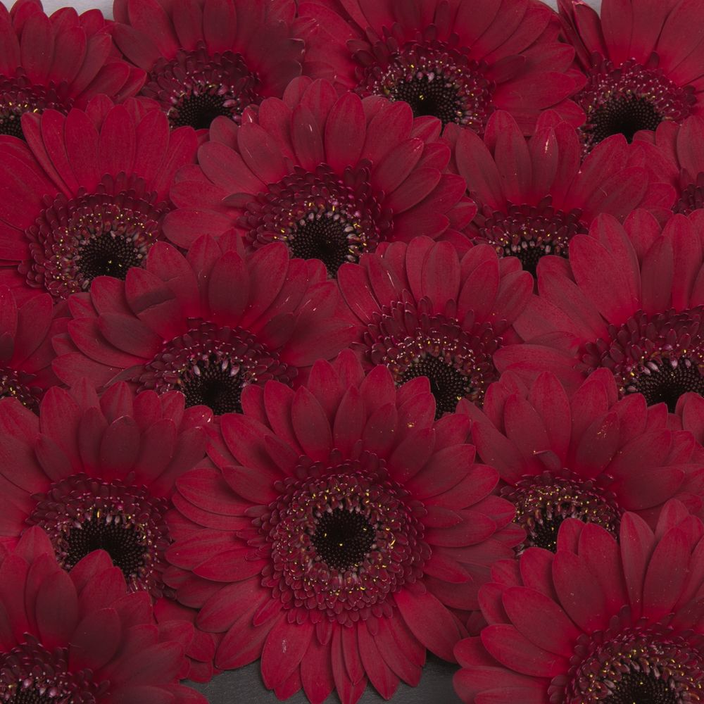 Germini rot Dark Night