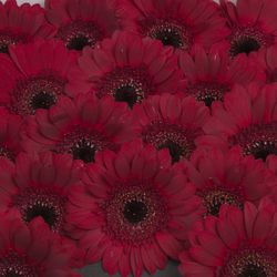 Germini rot Dark Night