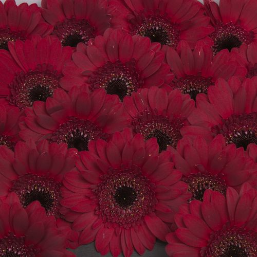 Germini rot Dark Night