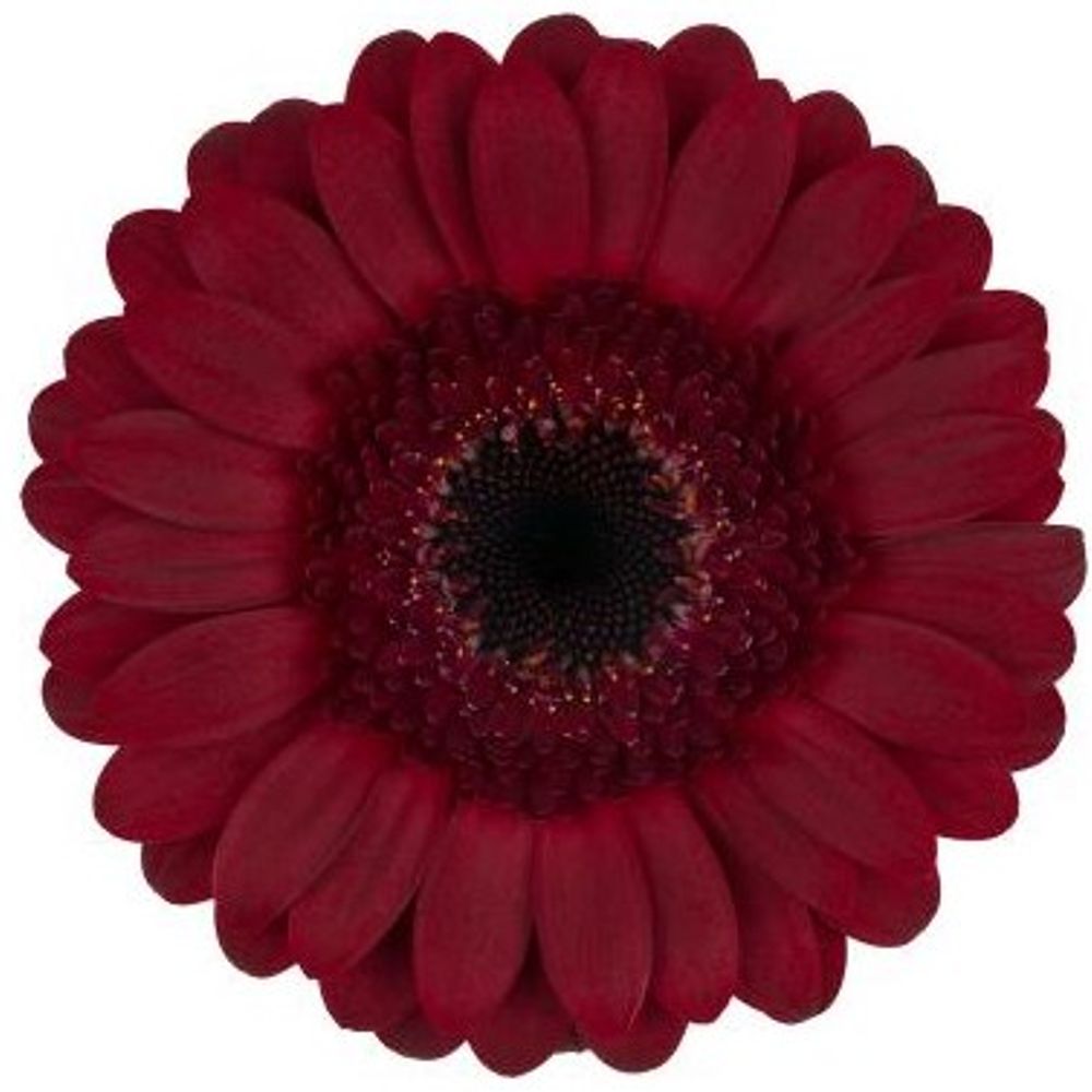 Germini rot Dark Night