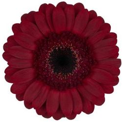 Germini rot Dark Night