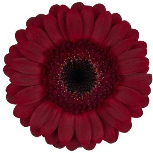 Germini rot Dark Night