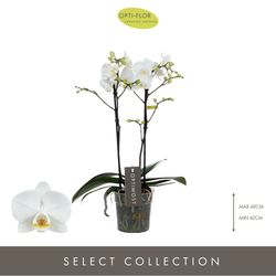 Phal.2-R weiss Salt Optimost T12 H40 