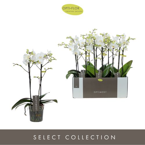 Phal.2-R weiss Salt Optimost T12 H40 