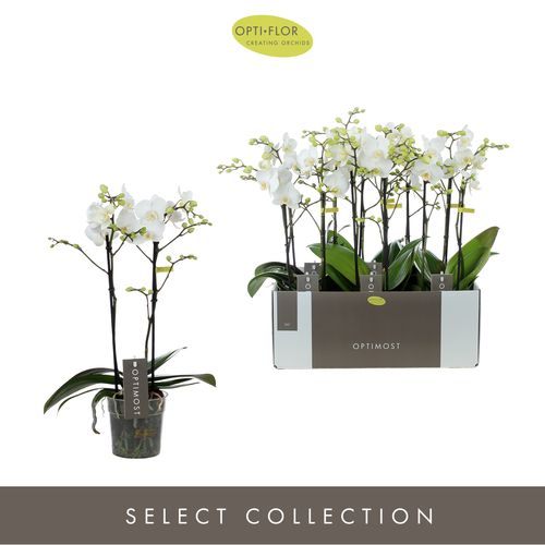 Phal.2-R weiss Salt Optimost T12 H40 