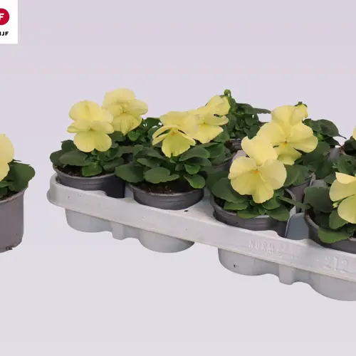 Stiefmütterchen F1 hell gelb Lemon T09 H015