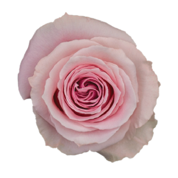 Rose hell rosa Candy Girl 50cm