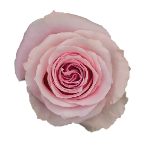Rose hell rosa Candy Girl 50cm