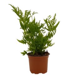Pteris Straminea T09 H15