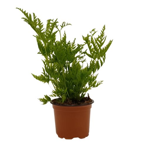 Pteris Straminea T09 H15