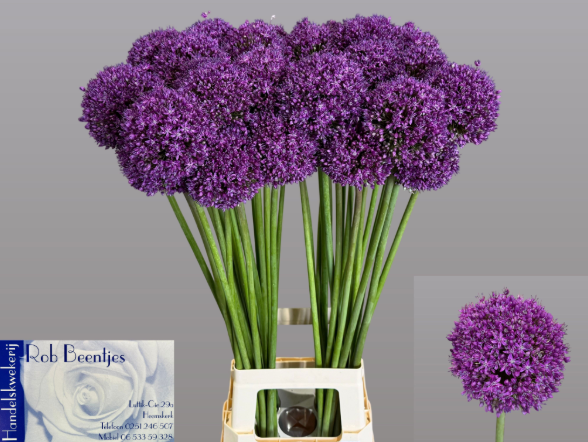 Allium violett Sensation 90cm