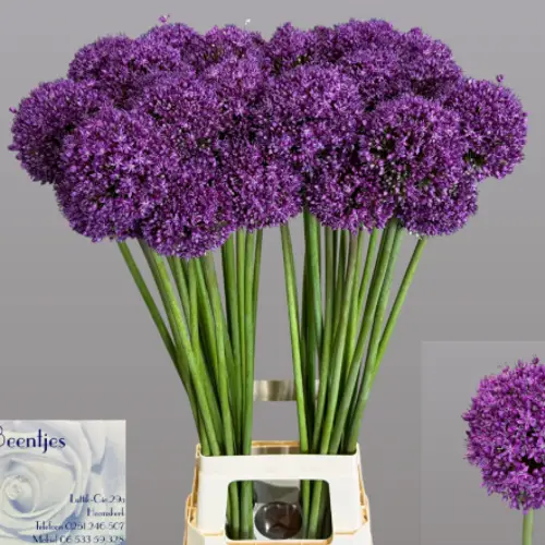 Allium violett Sensation 90cm