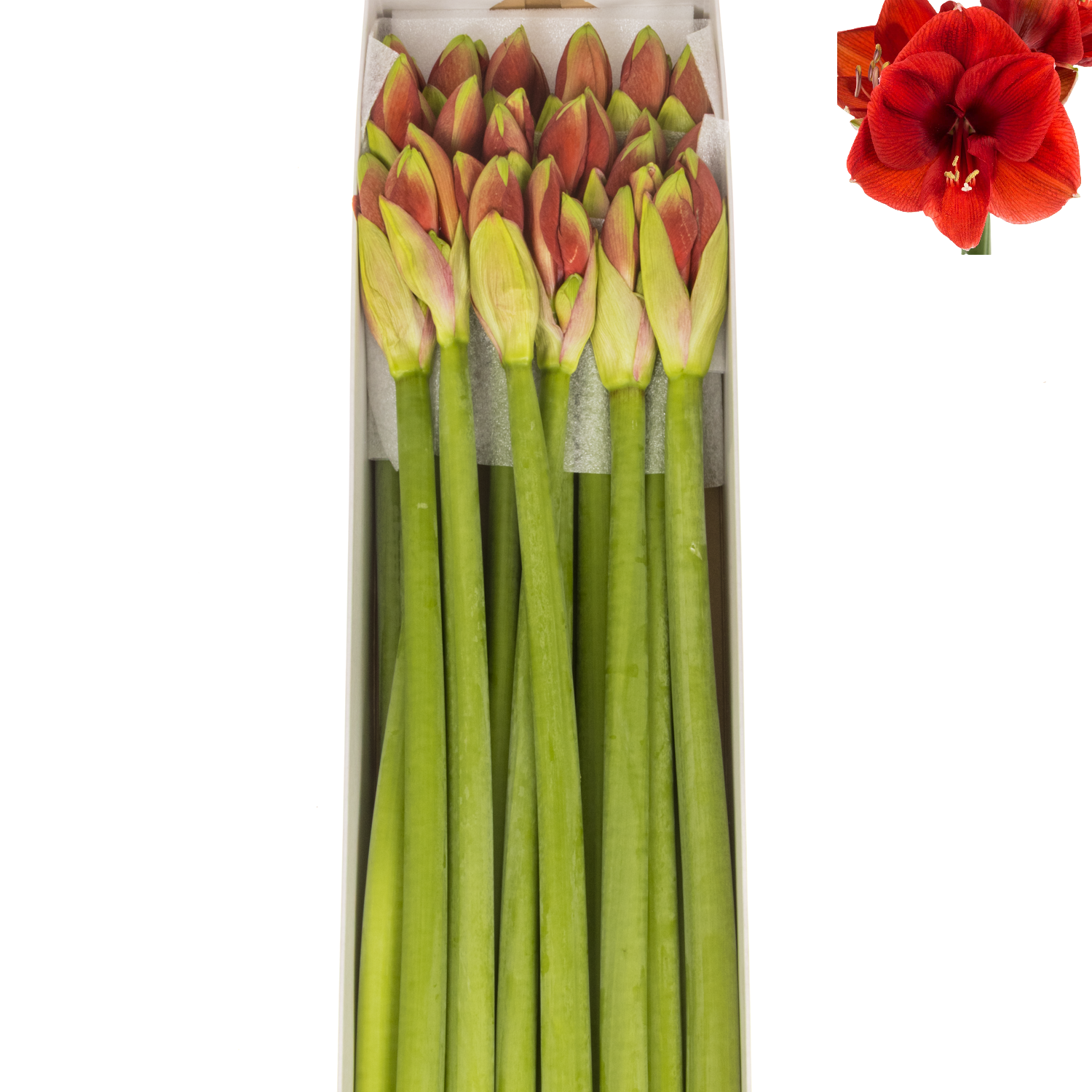 Amaryllis Krt.rot/grün Ferrari x 18