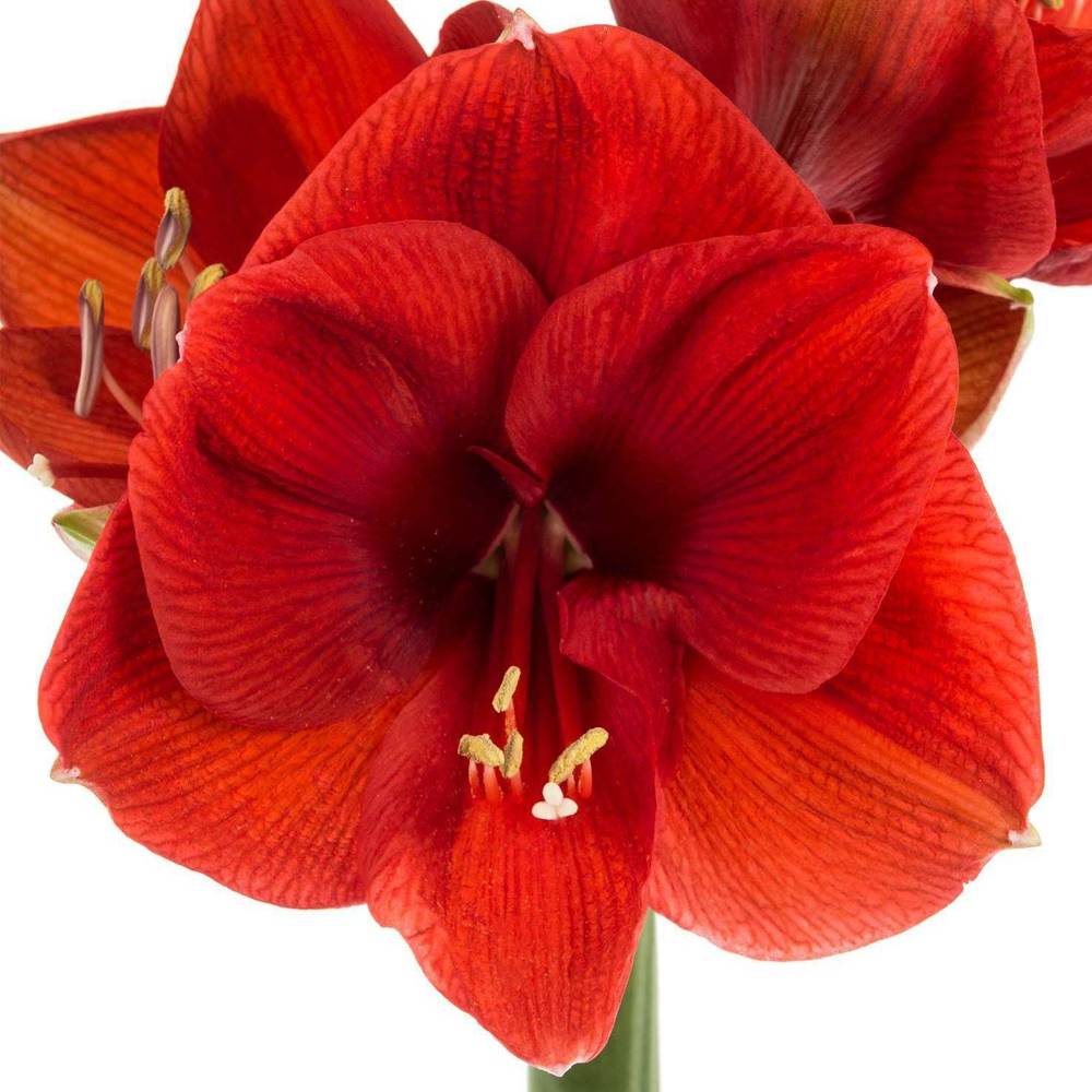 Amaryllis Krt.rot/grün Ferrari x 18