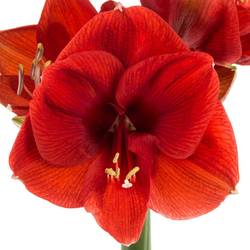 Amaryllis Krt.rot/grün Ferrari x 18