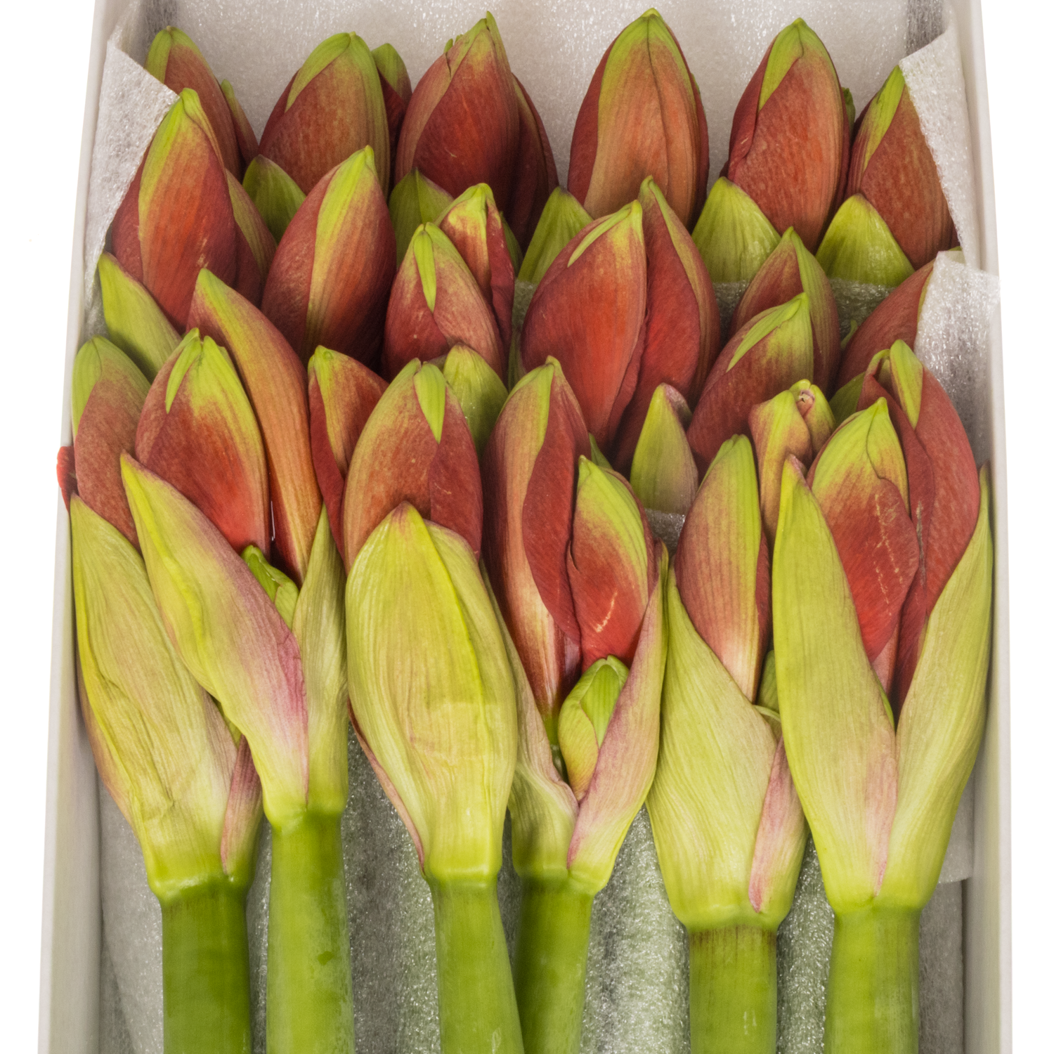 Amaryllis Krt.rot/grün Ferrari x 18