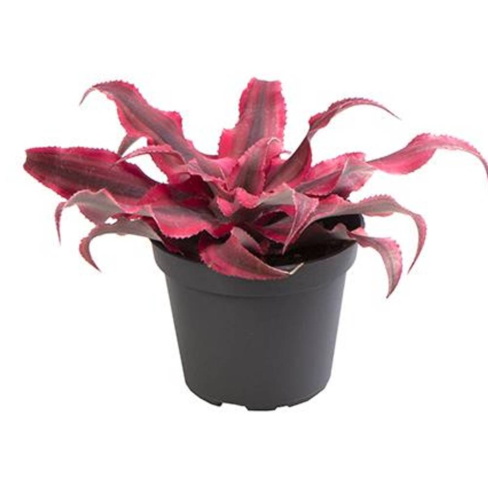 Cryptanthus Bivittatus Pink T06 H008