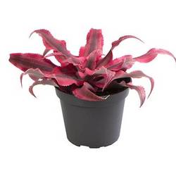 Cryptanthus Bivittatus Pink T06 H008